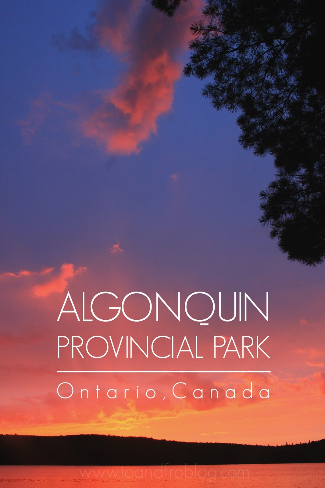 You'll Find Me in the Trees of Algonquin To & Fro