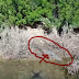  Η κάμερα ενός drone εντόπισε τον κροκόδειλο [video]
