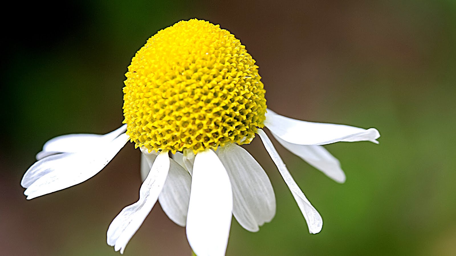 Matricaria chamomilla Chamomile German German Choices