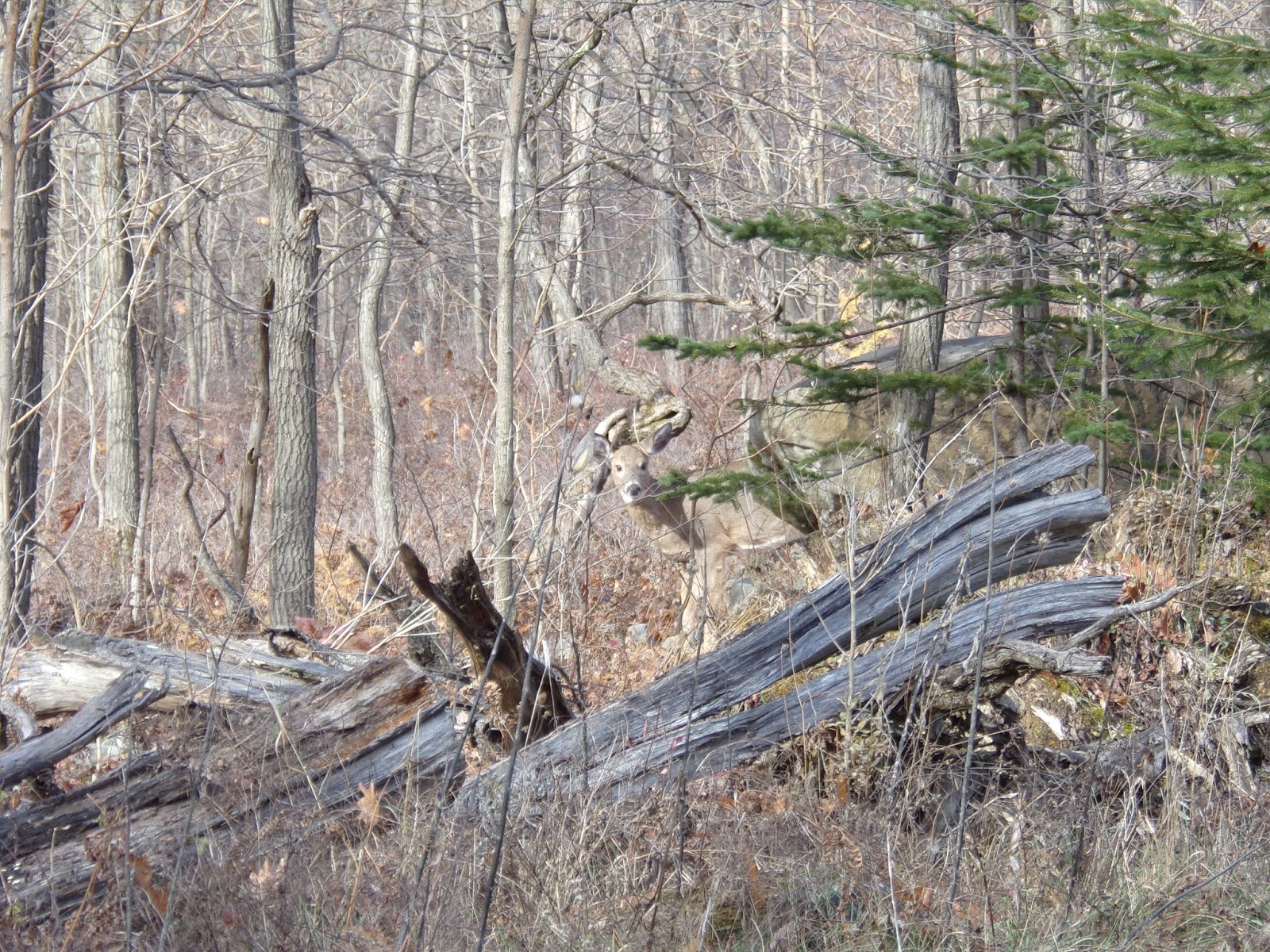 Wintry Allegheny National Forest Interesting Pennsylvania And Beyond