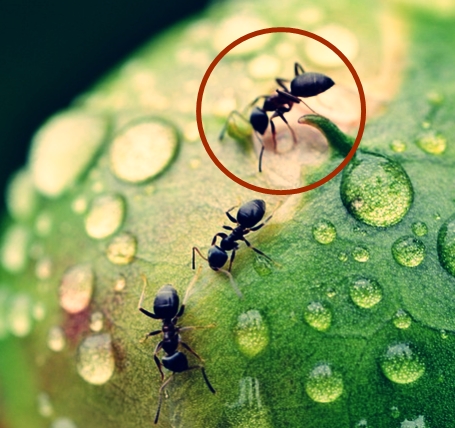 13 Ciri-Ciri Semut 13 Ciri-Ciri Semut