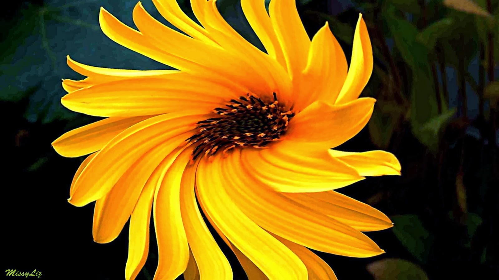 Yellow flower wallpaper beautiful desktop wallpapers 2014