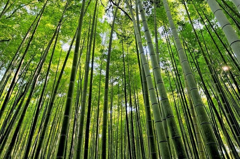 The Famous Bamboo Forest of Sagano , Japan