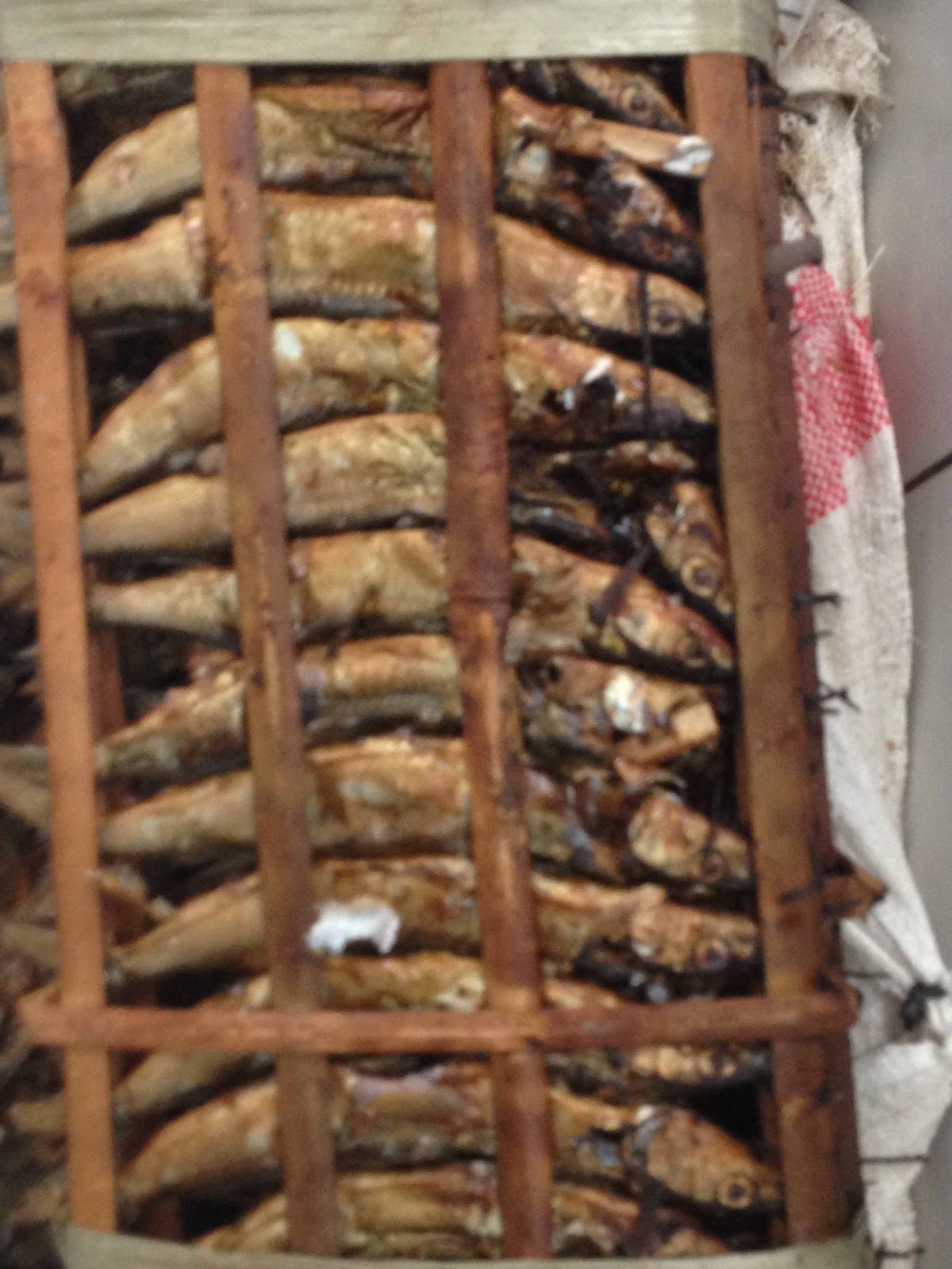 Mengenal jenis jenis ikan laut yang merakyat di kalangan orang Manado