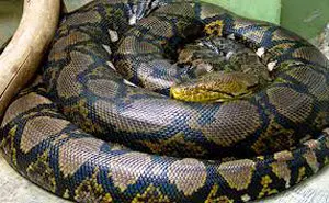 Zimbabwean jailed for nine years for eating python meat, Court, Treatment