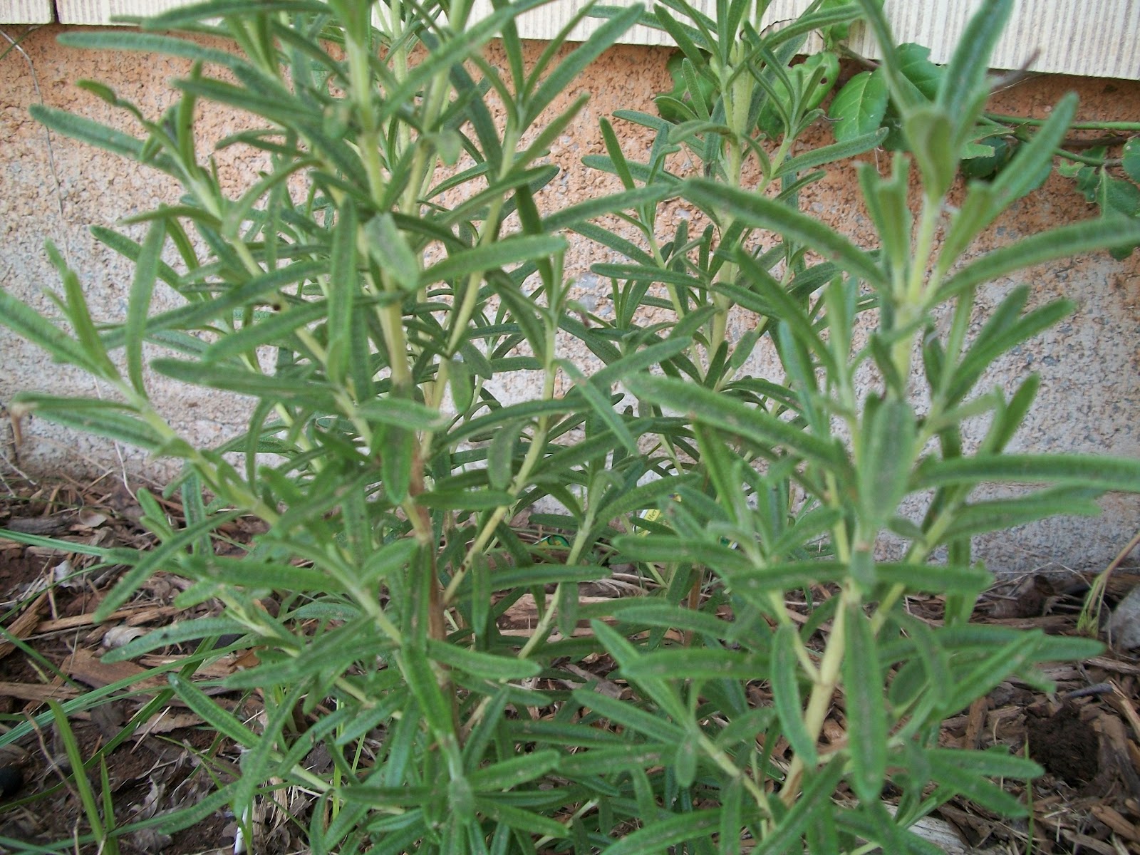 Cats, Kids and Crafts Rosemary herb benefits