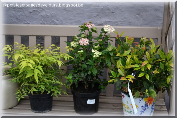 E Patin Coufin Le Laurier Tin