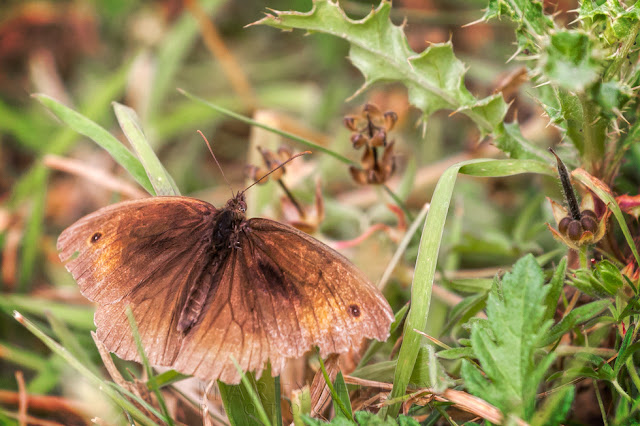 Close up image of a meadow brown butterfly among the grass