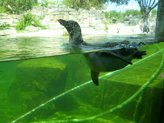 penguin swimming Marwell Zoo