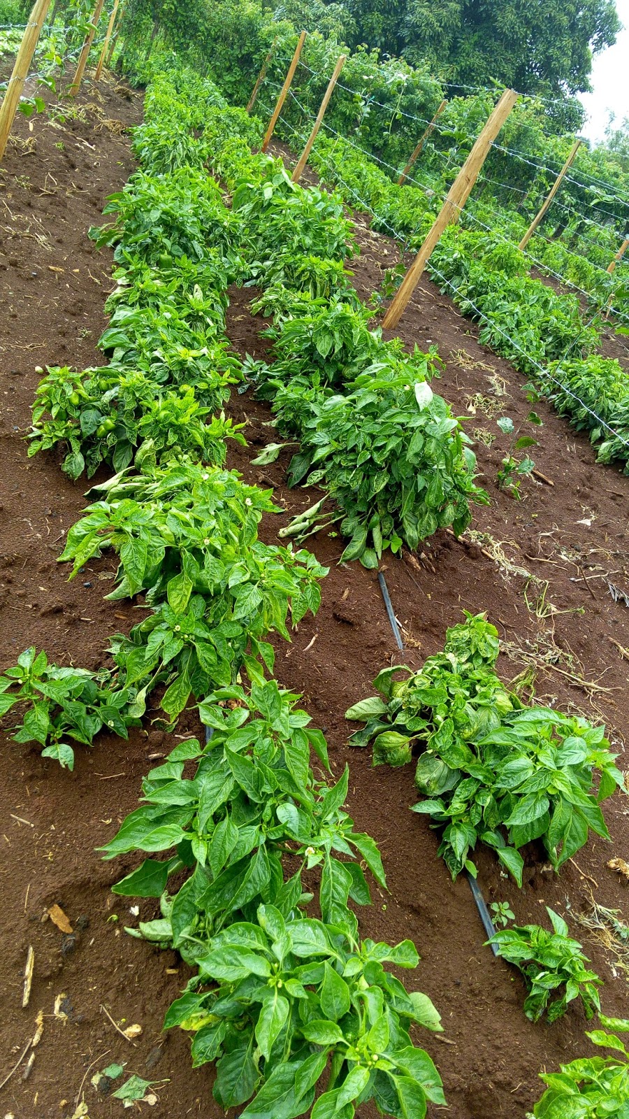 Dripsol Company Capsicum Farming in Kenya