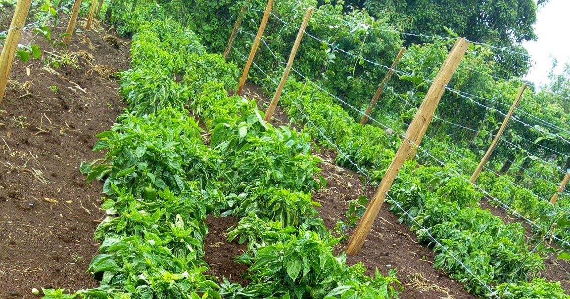 Dripsol Company Capsicum Farming in Kenya