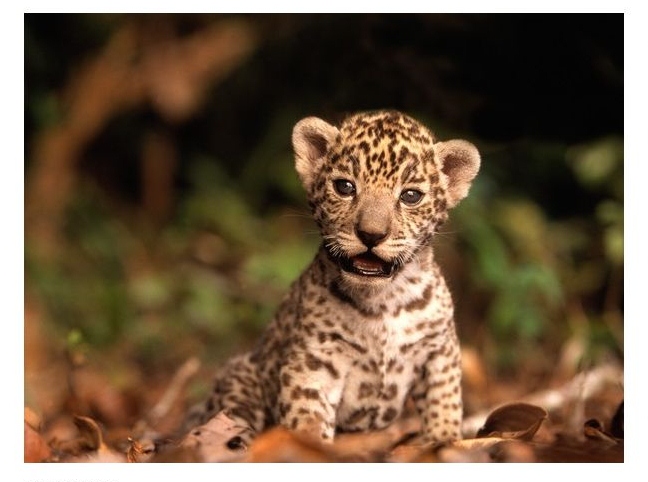 Pink Sparkle Fun: The Letter J and Wild Animals