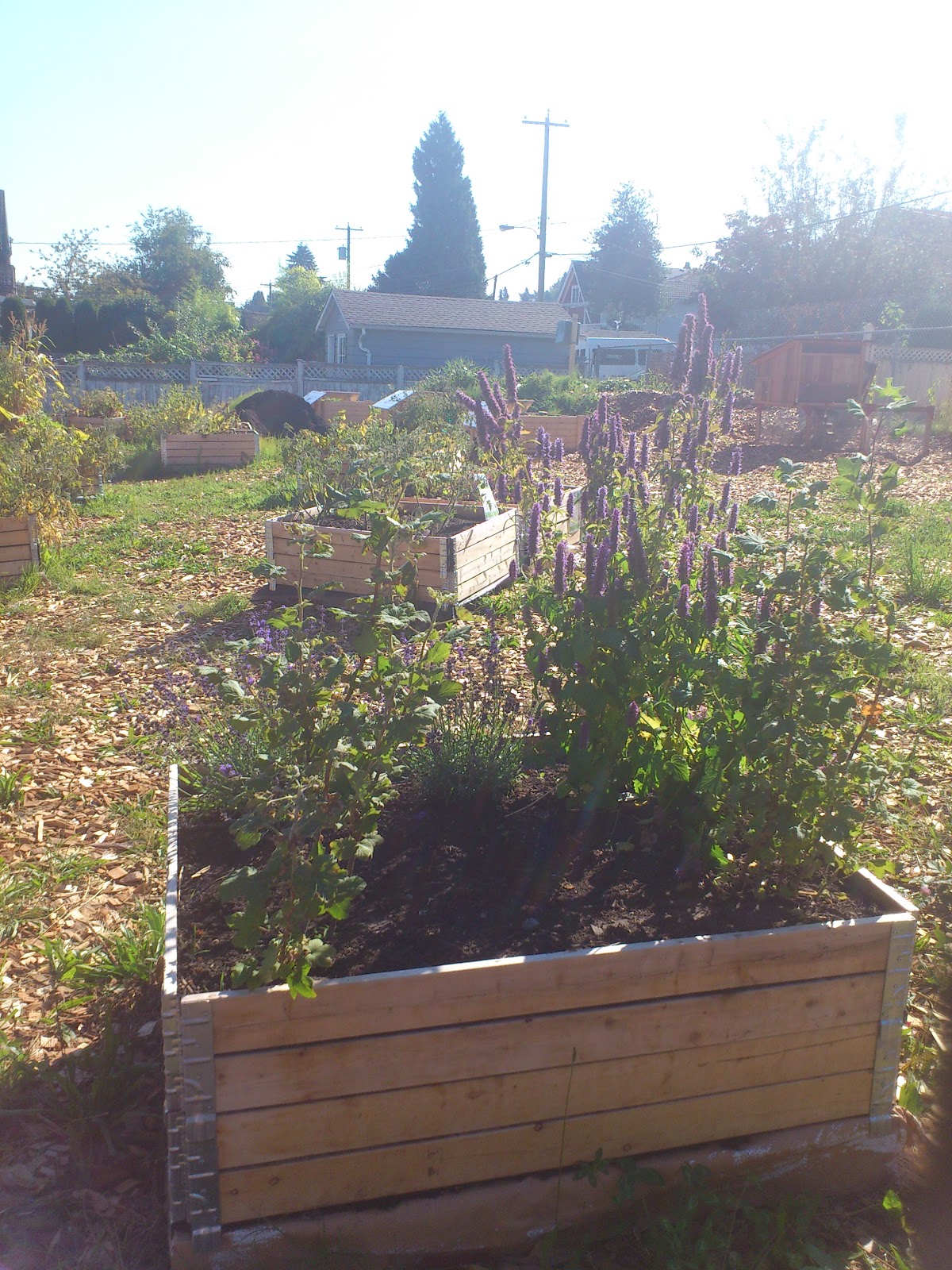 Vancouver Voyager Vacant Lot Garden