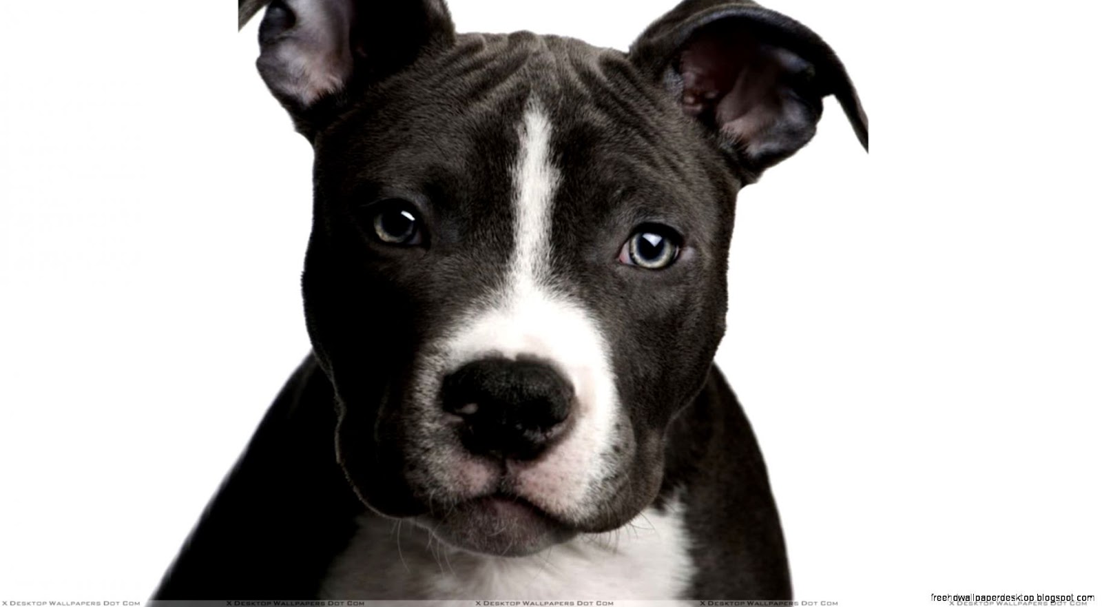 Dogs with White Faces