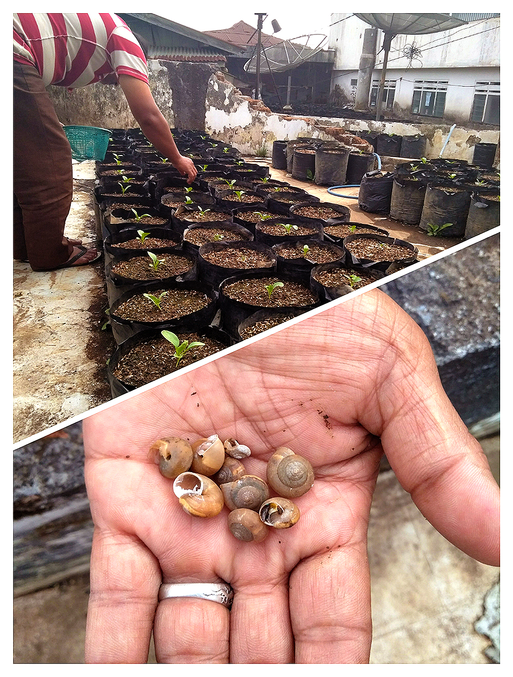 Snails Eating Vegetables In The Farm.