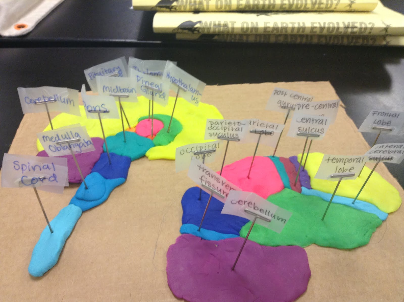 About the Human Body PlayDough® Brain