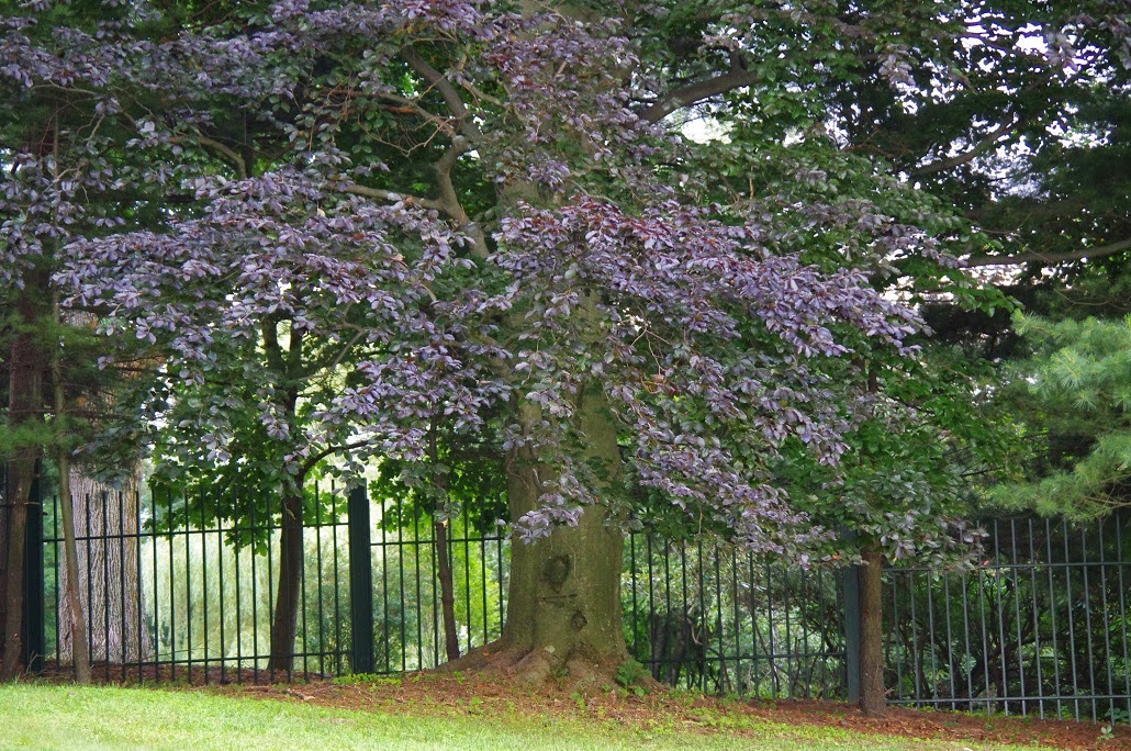 Modern Day Ozzie and Harriet Garden Tuesday Copper Beech