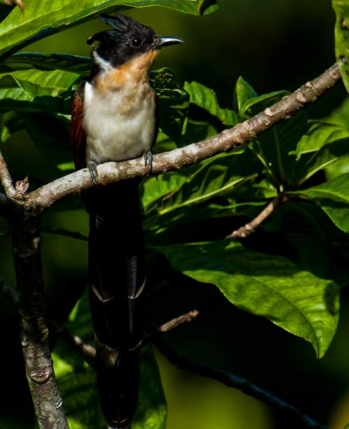 Indian birds - Chestnut-winged cuckoo - Clamator coromandus