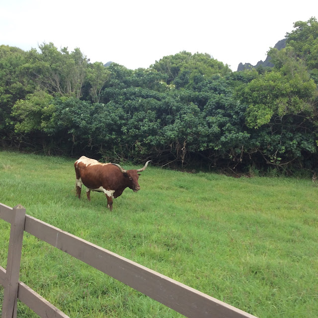 ʻāina laʻa hawaii Kualoa Ranch