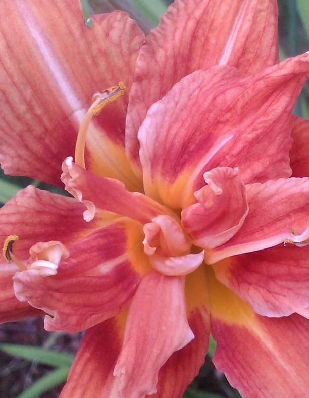 A Student Gardener COMMON DITCH LILY photo update