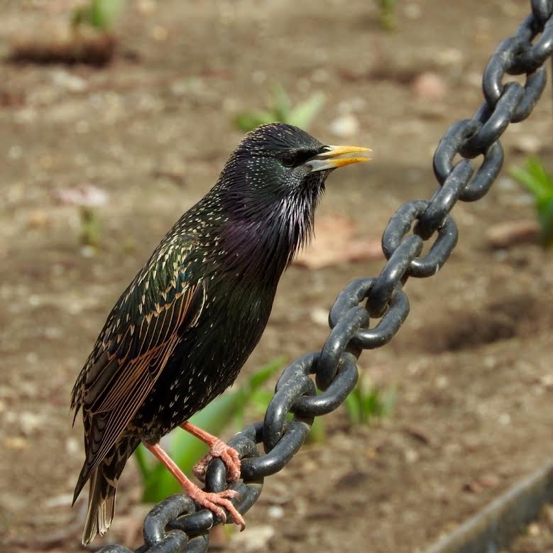 Terrierman's Daily Dose Urban Bird Shoot