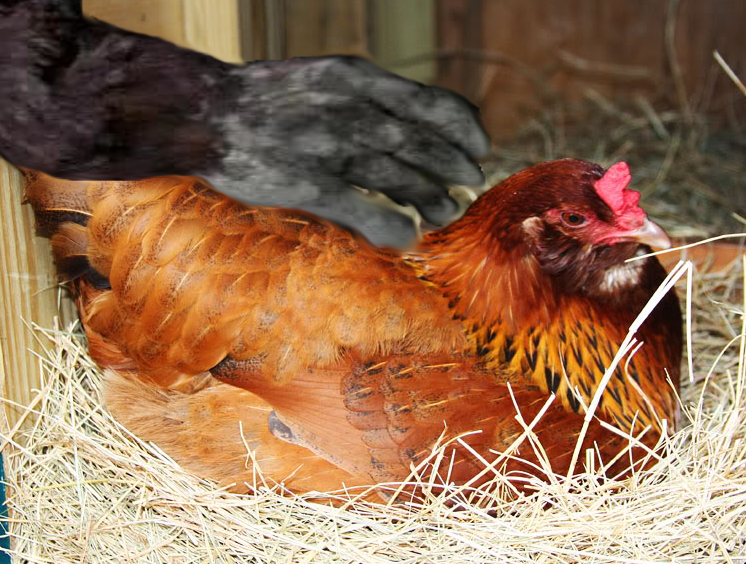 Bigfoot Steals Chickens The Crypto Crew