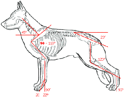 GSDskeleton1.gif