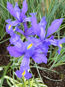 Centennial Park Conservatory Spring Flower Show 2014 Dutch Iris by garden muses-not another Toronto gardening blog