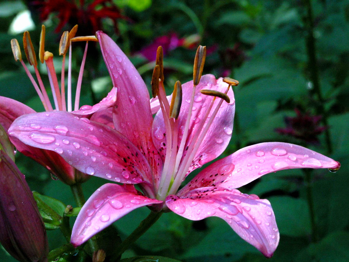 25+ Eye Catching Images Of Lilly flower