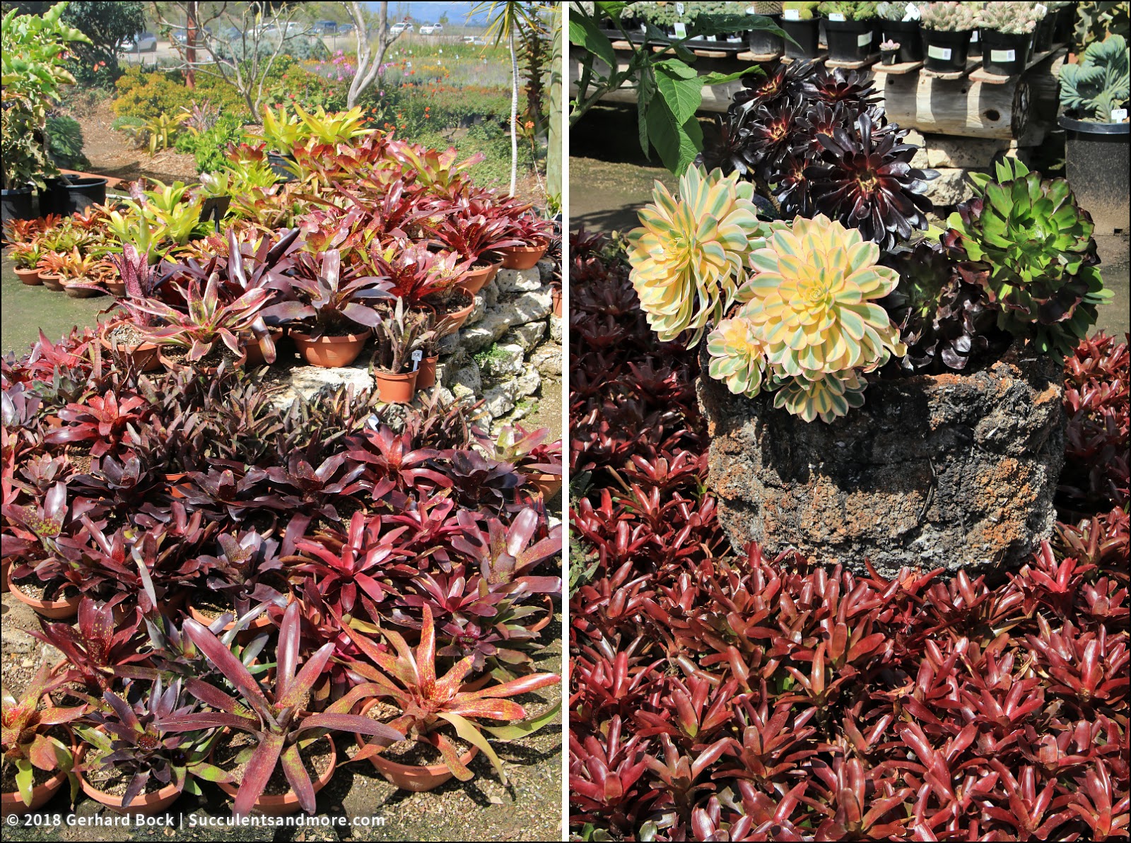 Wildlife Watching With Fab Garden Update May Part 2