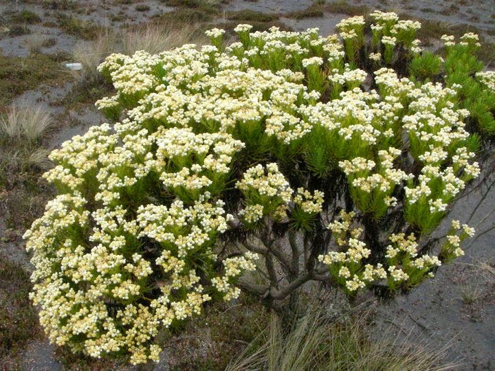  Bunga  Edelweiss Bunga  Abadi Buka Mata