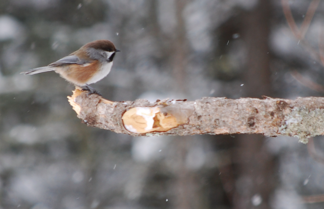 Minnesota Birdnerd Northern Birds