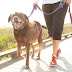 5 Guidelines for Better Walks with Your Dog