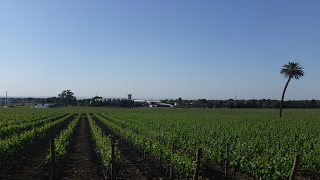 Transformada Vinha.png 16x9