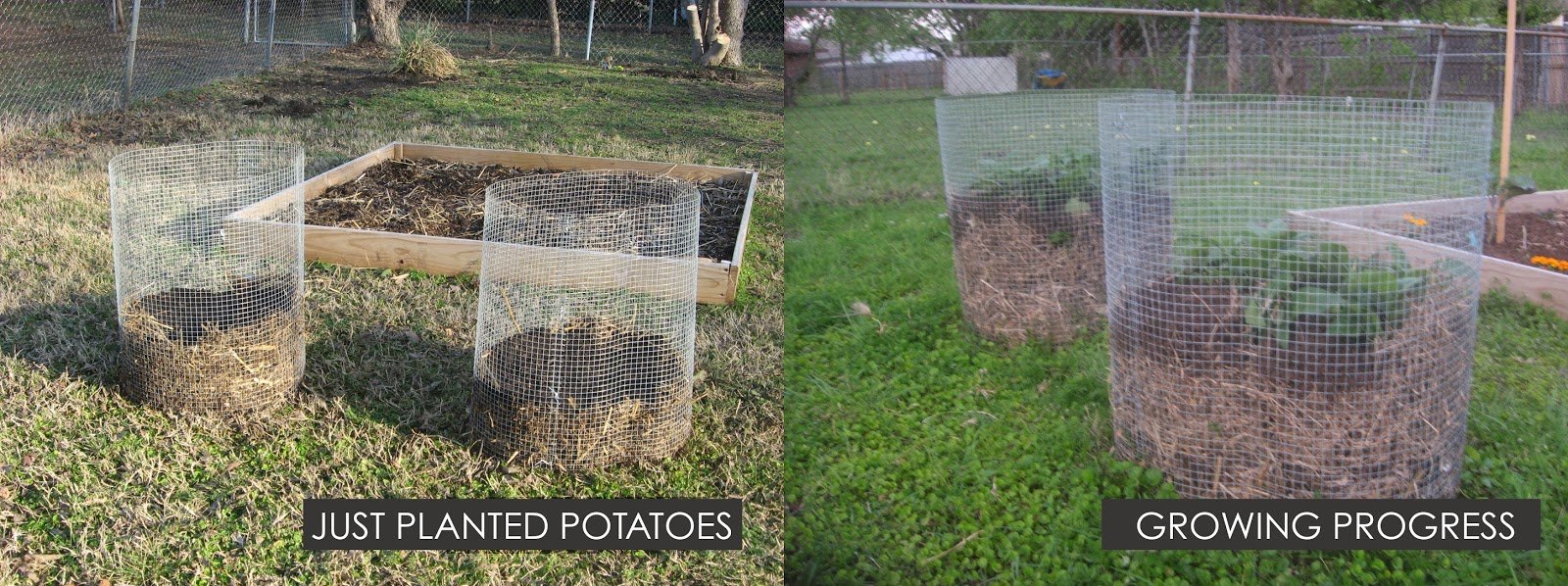 A CITY GIRL Growing Potatoes in Cages