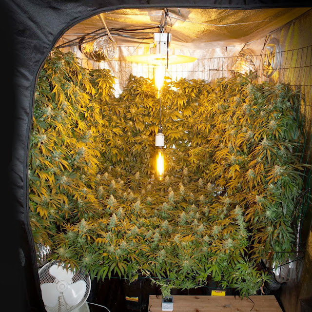 How to grow marijuana indoors successfully?