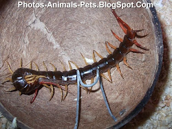 centipede dangerous wikipedia wiki