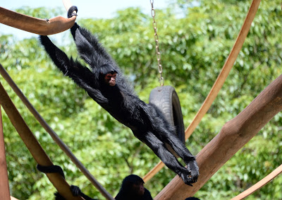A Spider monkey (Ateles Paniscus) plays at the zoo in Rio de Janeiro, Brazil