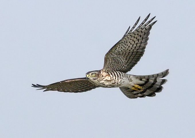 Japanese Sparrowhawk