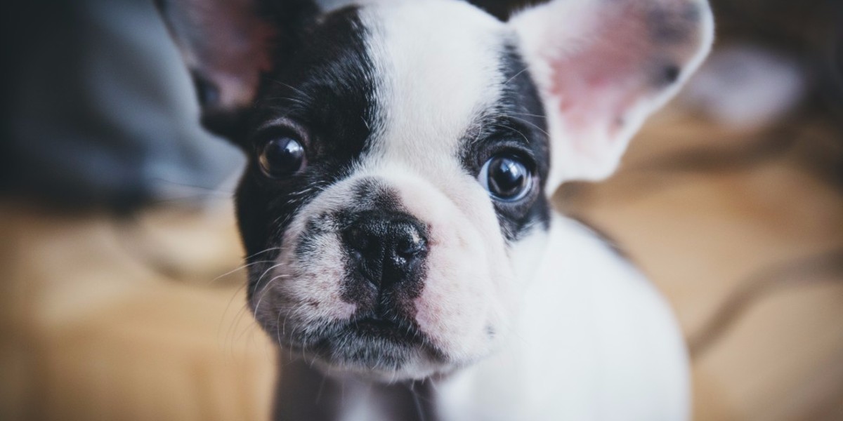 juegos de inteligencia para perros caseros