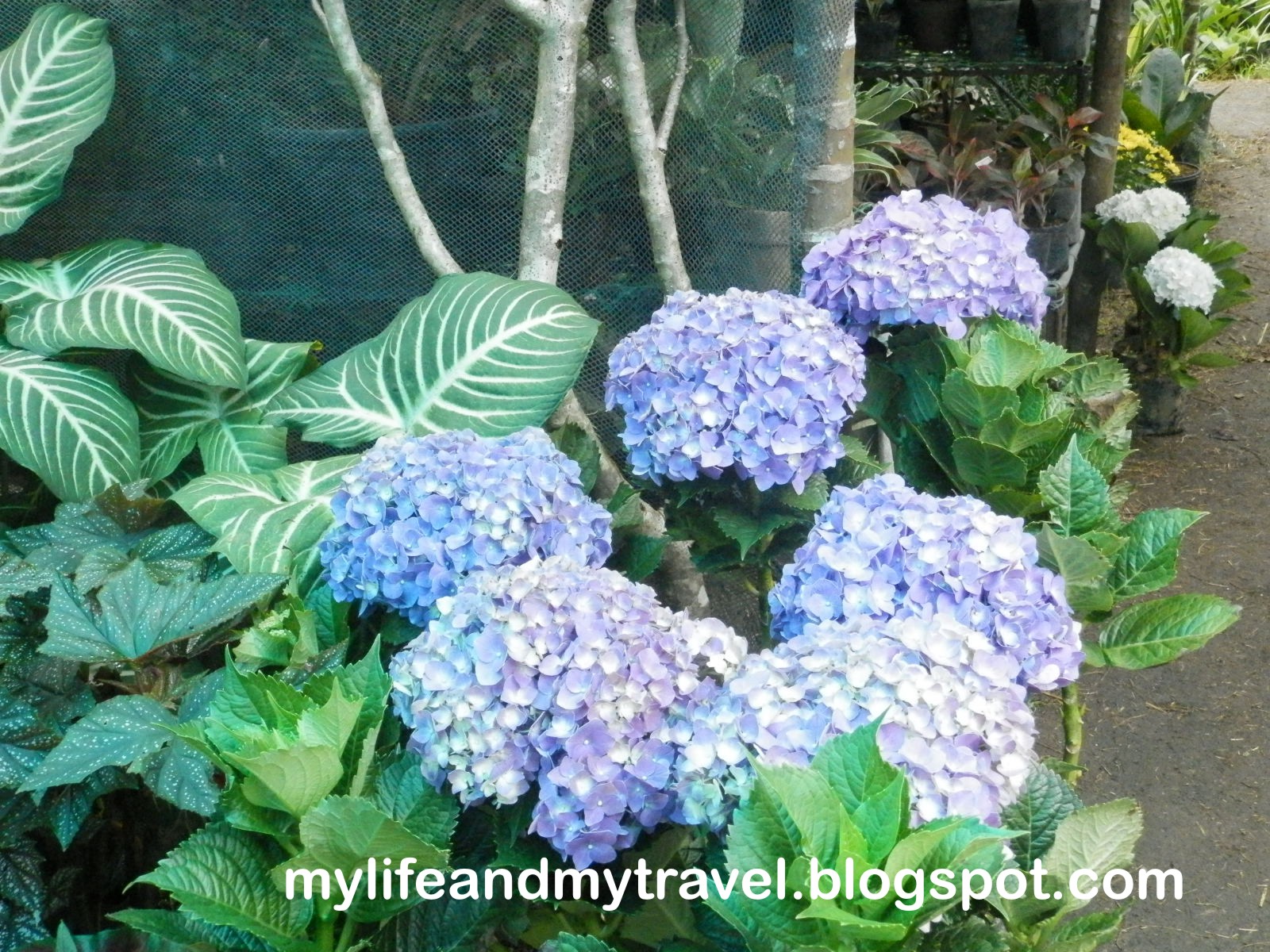 My Life and My Travel Los Baños Flower and Garden Show Oct. 5 14, 2012