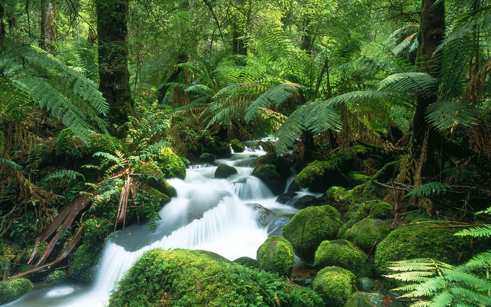 Amazon rainforest Wild Life World