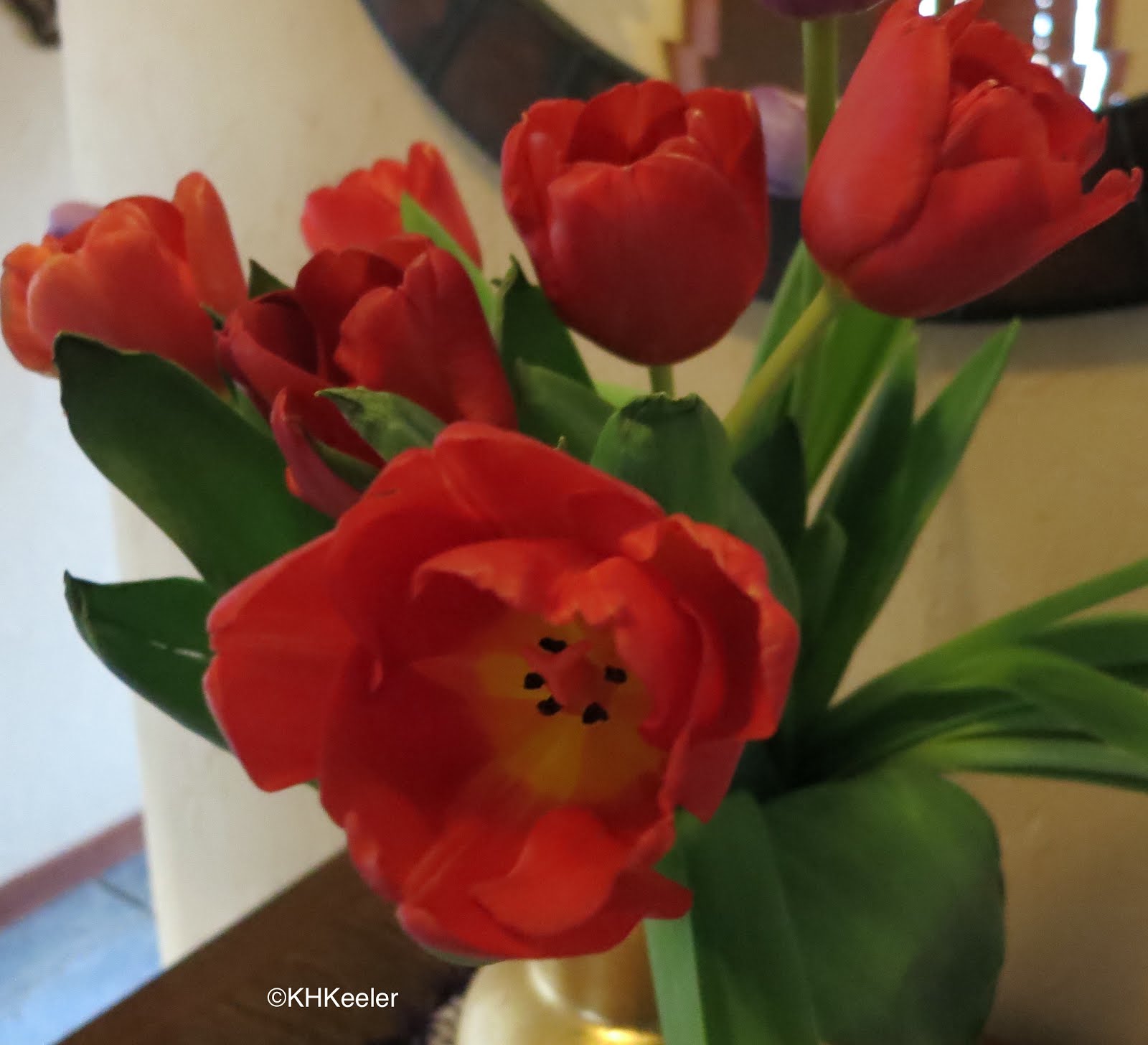 A Wandering Botanist Tulips and the Tulip Bubble Part 2