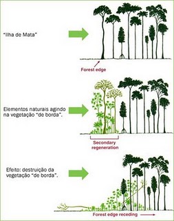 Efeito de Borda em Ecologia Efeito de Borda em Ecologia