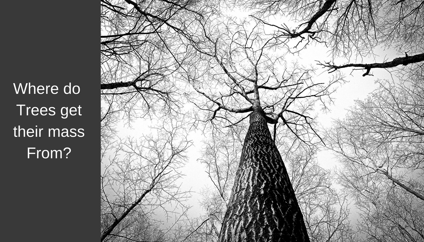 Where do plants get their mass from? HintPhotosynthesis