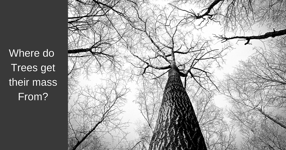 Where do plants get their mass from? HintPhotosynthesis