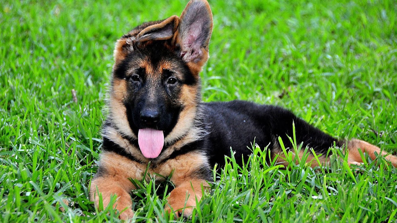 Panda German Shepherds - German Choices