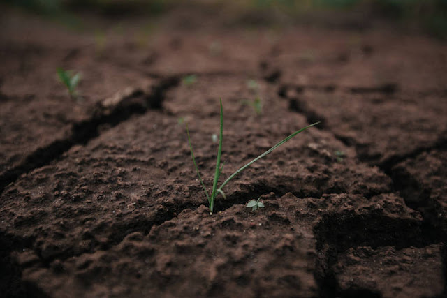 Vegetação começa a crescer sobre lama em Brumadinho; veja imagens