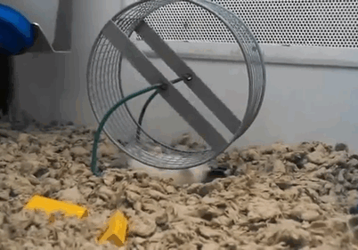 Imagenes graciosas gifs y mujeres hermosas tachido.mx lawaloca