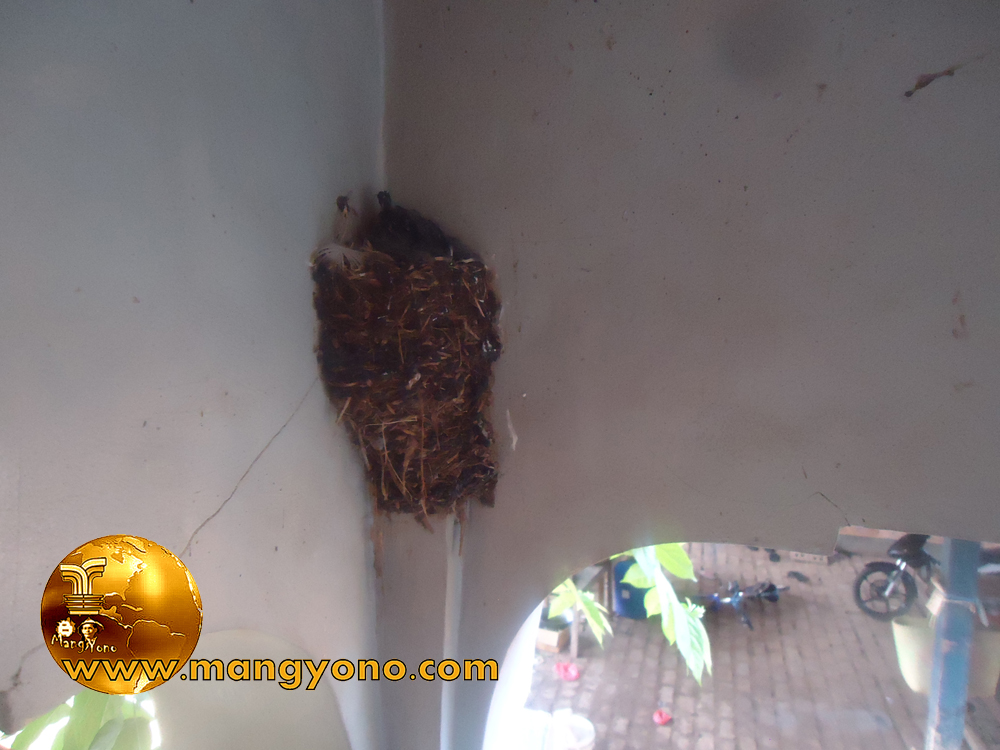 Burung Layang Layang Itu Saudara Walet
